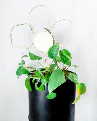 Handmade bamboo daisy trellis indoor plants whimsical cottage core decorative garden accessories indoor trellis circle floral sustainable unique gifts gardening trailing vine plants living statement wall funny Baudrillard philosophical potted plants trellis