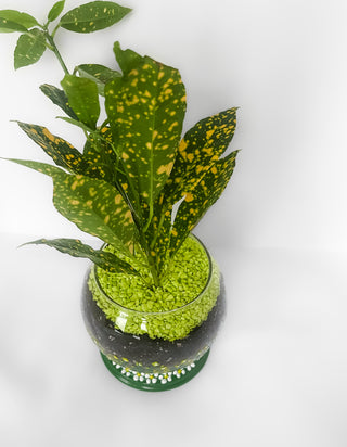 Glass hand painted container planter pot self-watering planter vase propagation station daisy green and yellow cottage core witchy magic crystal ball unique indoor gardening gifts hand-painted floral graphic flower Hogwarts herbology professor sprout practical magic