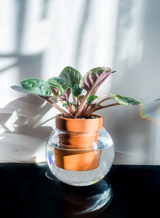 Self-Watering