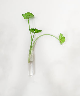 The Propagate Anywhere Invisible Test Tube Wall Hanging Vase