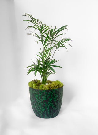 Black and green Slytherin decor Hogwarts planter fern design hand painted cottage core dark academia witchy self watering unique garden pot decorative planter with palm tree indoor gardening local florist Bloomington illinois moss bonsai planted floral gifts