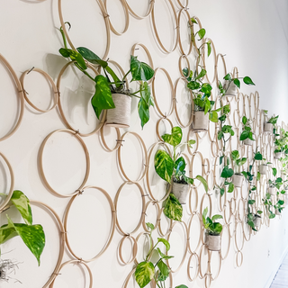 Commercial permanent or temporary plant installations and living walls for restaurants or shops