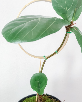 Graduated circle bamboo trellis for potted plants With bonsai fiddle leaf fig