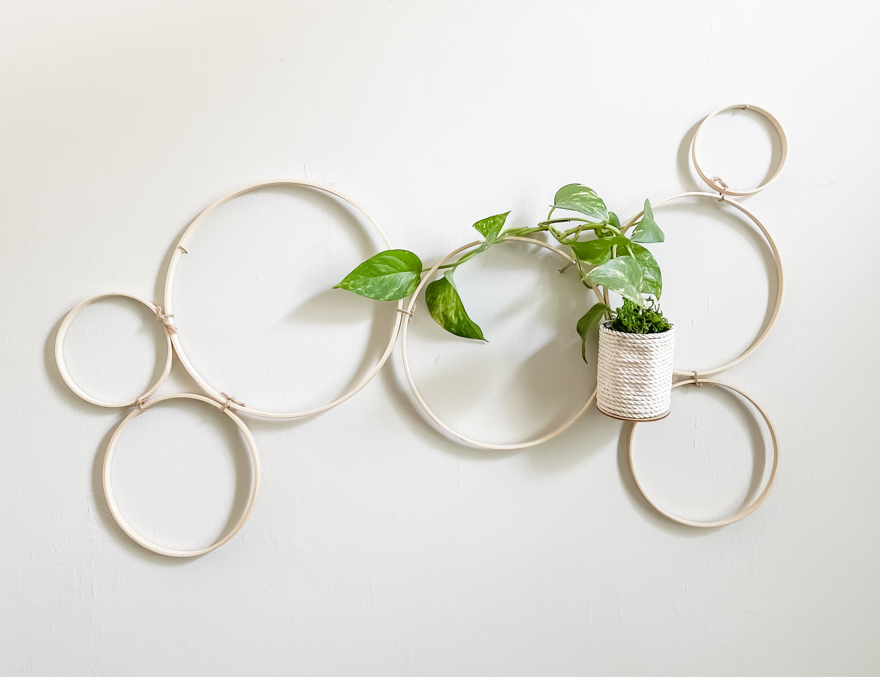 circle trellis for indoor plants Endless Circle Bamboo Trellis for Indoor Plants – Curved Leaf