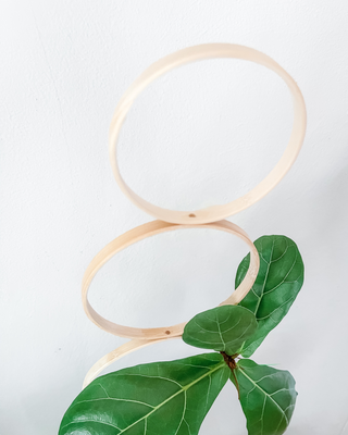 Fiddle leaf fig with handmade bamboo circle trellis for potted plants