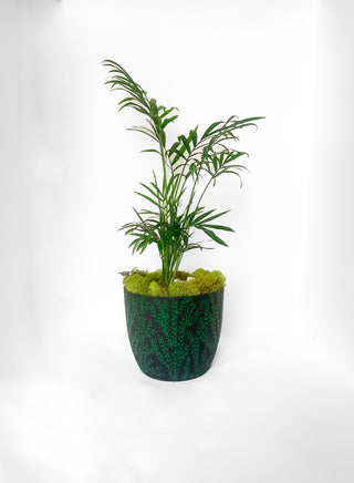 Black and green Slytherin decor Hogwarts planter fern design hand painted cottage core dark academia witchy self watering unique garden pot decorative planter with palm tree indoor gardening local florist Bloomington illinois moss bonsai planted floral gifts