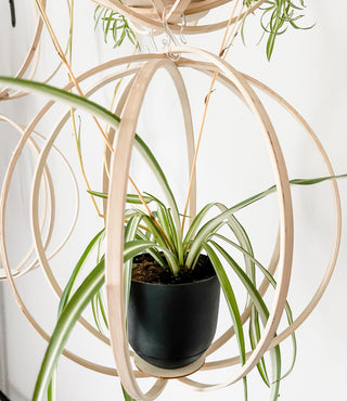 Minimal boho Daisy Cinderella fairy indoor plants whimsical cottage core flower decor trellis for indoor plants unique garden gifts scandi boho bohemian decor flower power unique gardening gifts potted houseplants sustainable environmentally friendly neutral decor woodland witchy forest natural wood small business what to do with trailing plants vines planter trellis combination wall hanging Bibbidi-Bobbidi-Boo Floating Plant Shelf and Trellis 3D circle hanging shelf crystals disney godmother magical