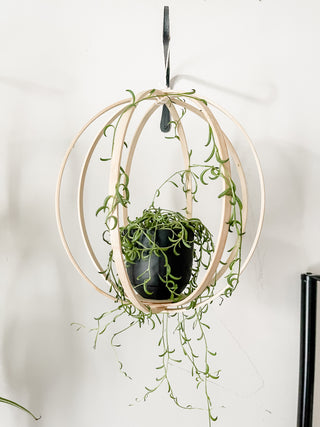 Minimal boho Daisy Cinderella fairy indoor plants whimsical cottage core flower decor trellis for indoor plants unique garden gifts scandi boho bohemian decor flower power unique gardening gifts potted houseplants sustainable environmentally friendly neutral decor woodland witchy forest natural wood small business what to do with trailing plants vines planter trellis combination wall hanging Bibbidi-Bobbidi-Boo Floating Plant Shelf and Trellis 3D circle hanging shelf crystals disney godmother magical