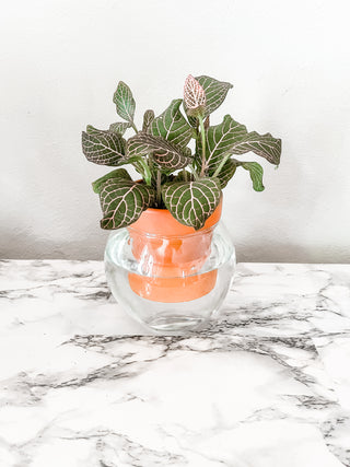 Minimalist tall vase self watering planter unique functional style boho scandi minimal decor plants terracotta and glass planter Cottage core glass and terracotta magic plant pot self-watering bottom watering for ferns mcm mid-century modern decor globe bubble circle garden tools solutions gifts for plant lovers housewarming wedding centerpiece wap black thumb indoor plant accessories unique small business made in America sustainable cute packaging curved leaf Wap wet ass planter Cardi b