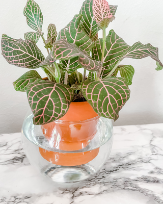 Minimalist tall vase self watering planter unique functional style boho scandi minimal decor plants terracotta and glass planter Cottage core glass and terracotta magic plant pot self-watering bottom watering for ferns mcm mid-century modern decor globe bubble circle garden tools solutions gifts for plant lovers housewarming wedding centerpiece wap black thumb indoor plant accessories unique small business made in America sustainable cute packaging curved leaf Wap wet ass planter Cardi b pink nerve plant
