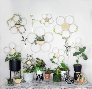 Minimalist tall vase self watering planter unique functional style boho scandi minimal decor plants terracotta and glass planter Cottage core glass and terracotta magic plant pot self-watering bottom watering for ferns mcm mid-century modern decor globe bubble circle garden tools solutions gifts for plant lovers housewarming wedding centerpiece wap black thumb indoor plant accessories unique small business made in America sustainable cute packaging curved leaf Wap wet ass planter Cardi b Daisy