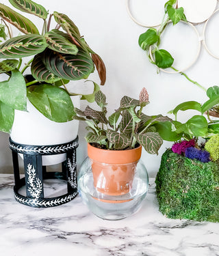 Minimalist tall vase self watering planter unique functional style boho scandi minimal decor plants terracotta and glass planter Cottage core glass and terracotta magic plant pot self-watering bottom watering for ferns mcm mid-century modern decor globe bubble circle garden tools solutions gifts for plant lovers housewarming wedding centerpiece wap black thumb indoor plant accessories unique small business made in America sustainable cute packaging curved leaf Wap wet ass planter Cardi b