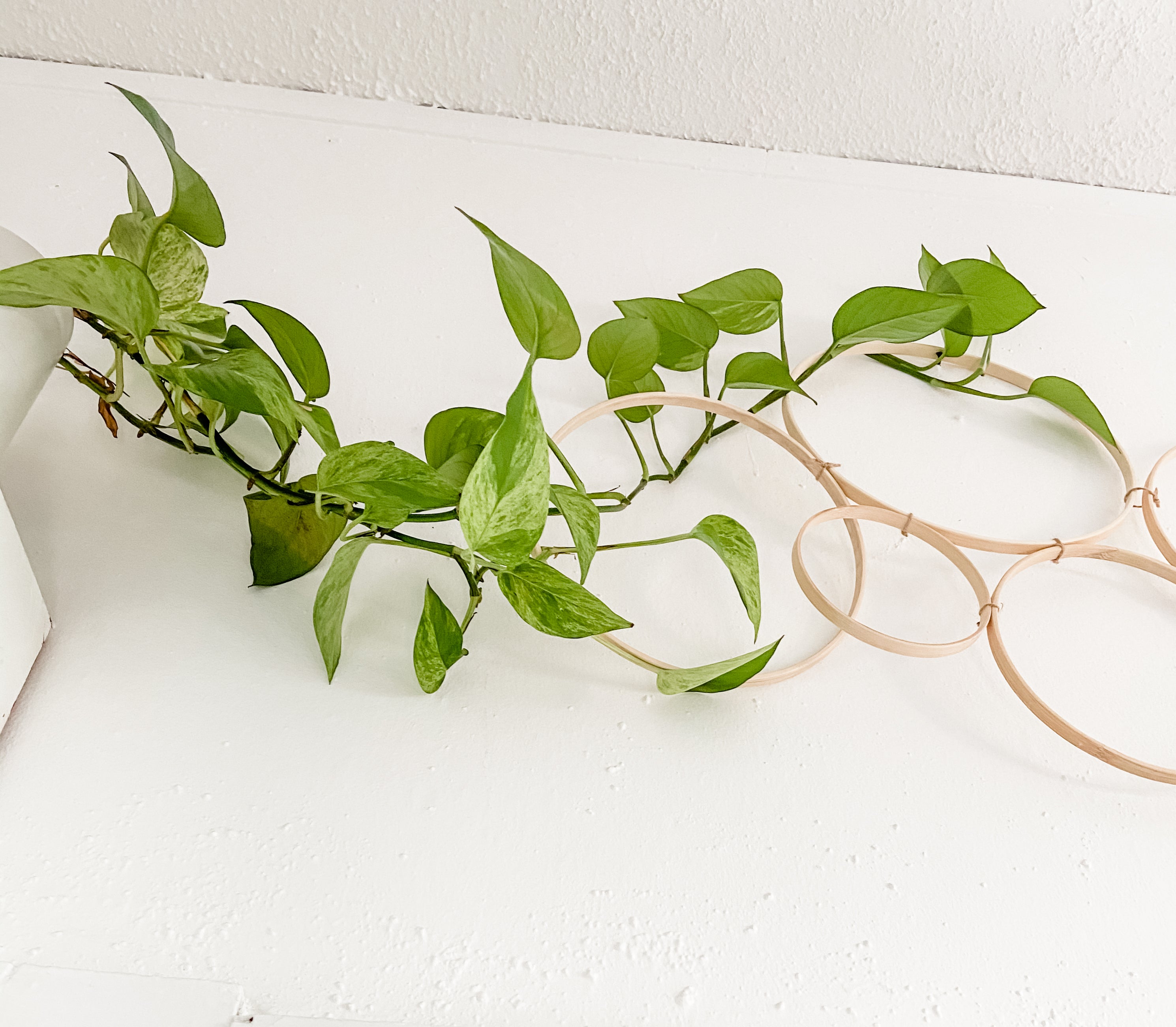 bamboo trellis indoor plants Endless Circle Bamboo Trellis for Indoor Plants – Curved Leaf