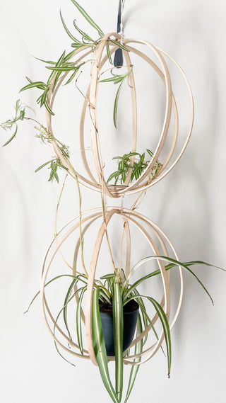Bamboo Globe Trellis with Black Circle Planter and Hand-Forged Iron Hook Bohemian Style