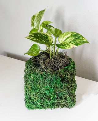 Incognito Moss Terracotta Square Planter Pot