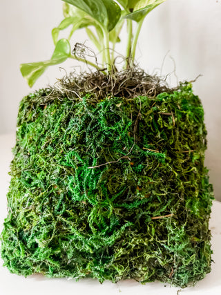 Incognito Moss Terracotta Square Planter Pot