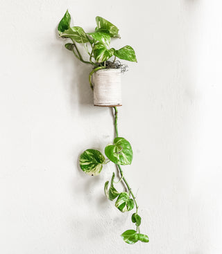 Minimal Upcycled Hanging Planter with Hook recycled plastic cotton cord and sticky hook for walls cat proof protect pets wall planter trailing plants minimal mcm mid-century decor planters wall planter unique small planter eco friendly sustainable  Handmade small business neutral boho scandi decor minimalist minimalism ready to gift for plant lovers indoor gardening