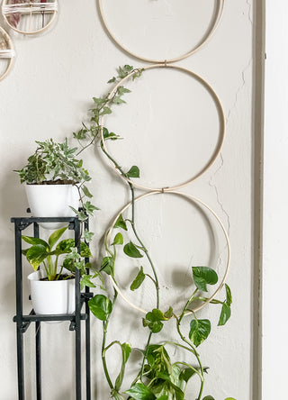 Five Circle Bamboo Statement Trellis for Indoor Plants